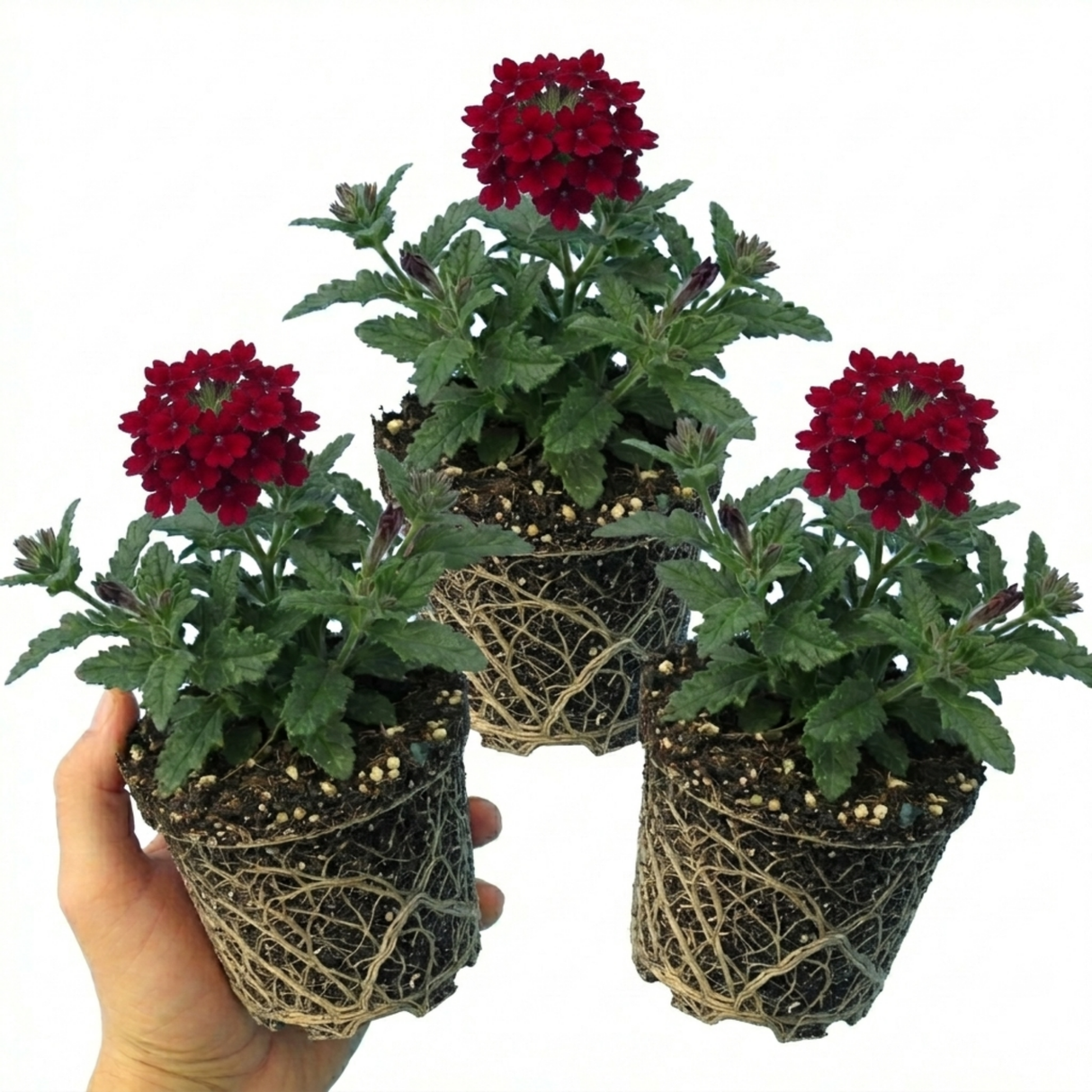 Verbena 'Magelana Deep Red' (trailing) from Cedar Nursery, Cobham