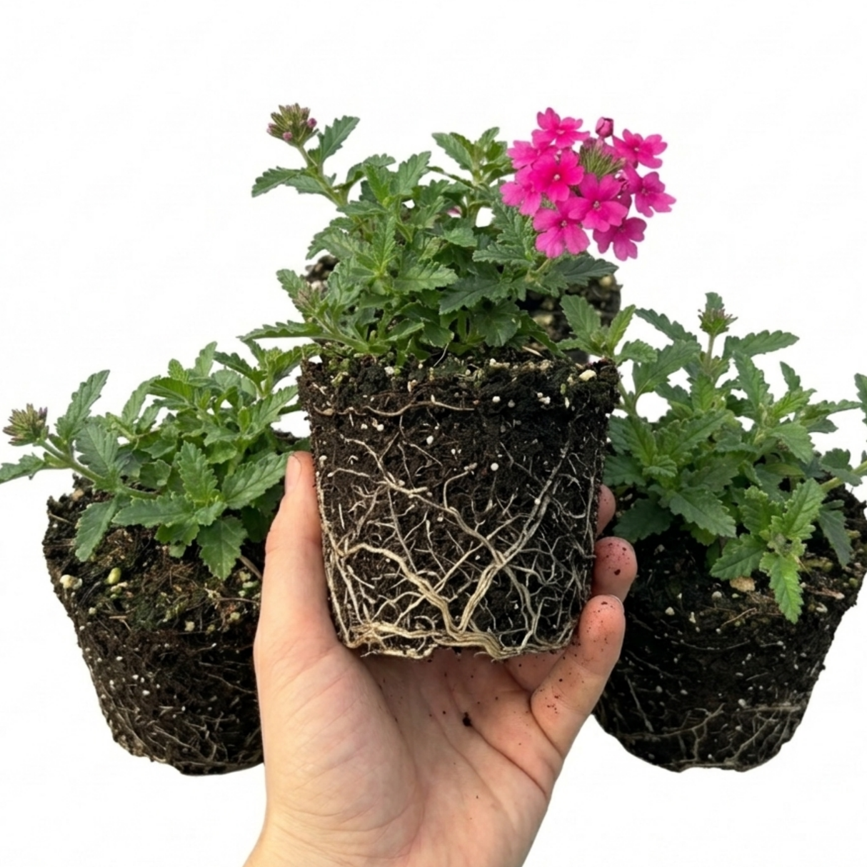 Verbena 'Magelana Hot Rose' (trailing) from Cedar Nursery, Cobham