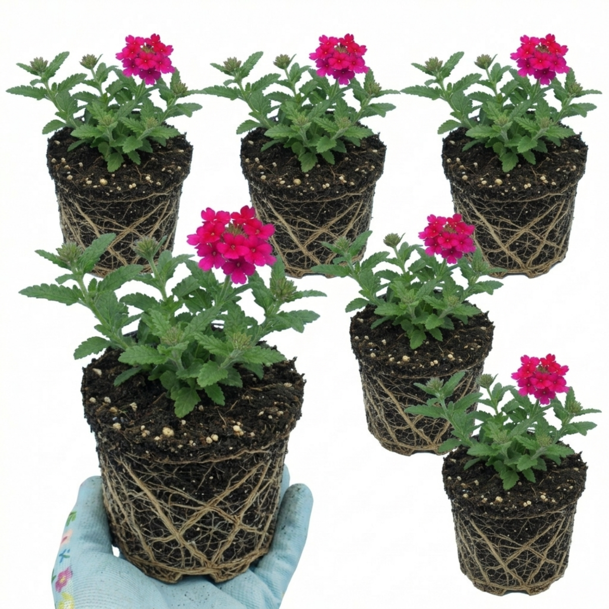 Verbena 'Magelana Hot Rose' (trailing) from Cedar Nursery, Cobham