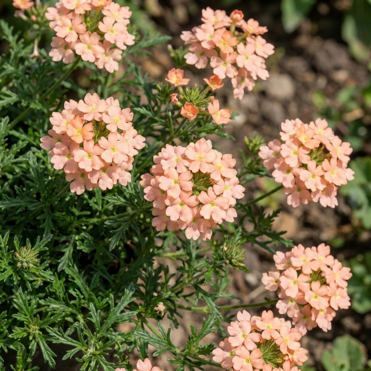 Verbena 'Magelana Peach' (trailing) from Cedar Nursery, Cobham
