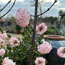 Buy Viburnum × bodnantense 'Dawn' - 15 litre direct from Cedar Nursery, Surrey