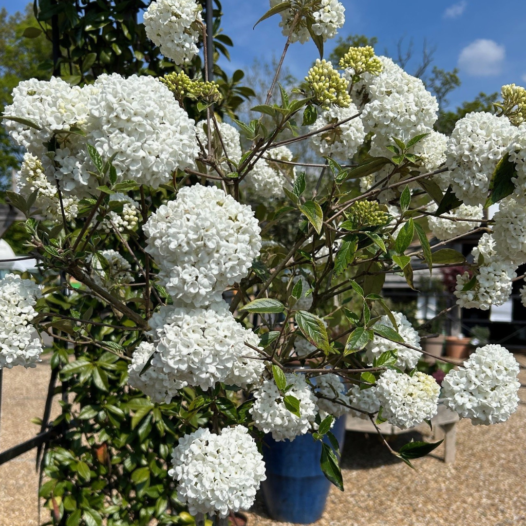 Viburnum erubescens 'Eskimo' available direct from Cedar Nursery, Surrey