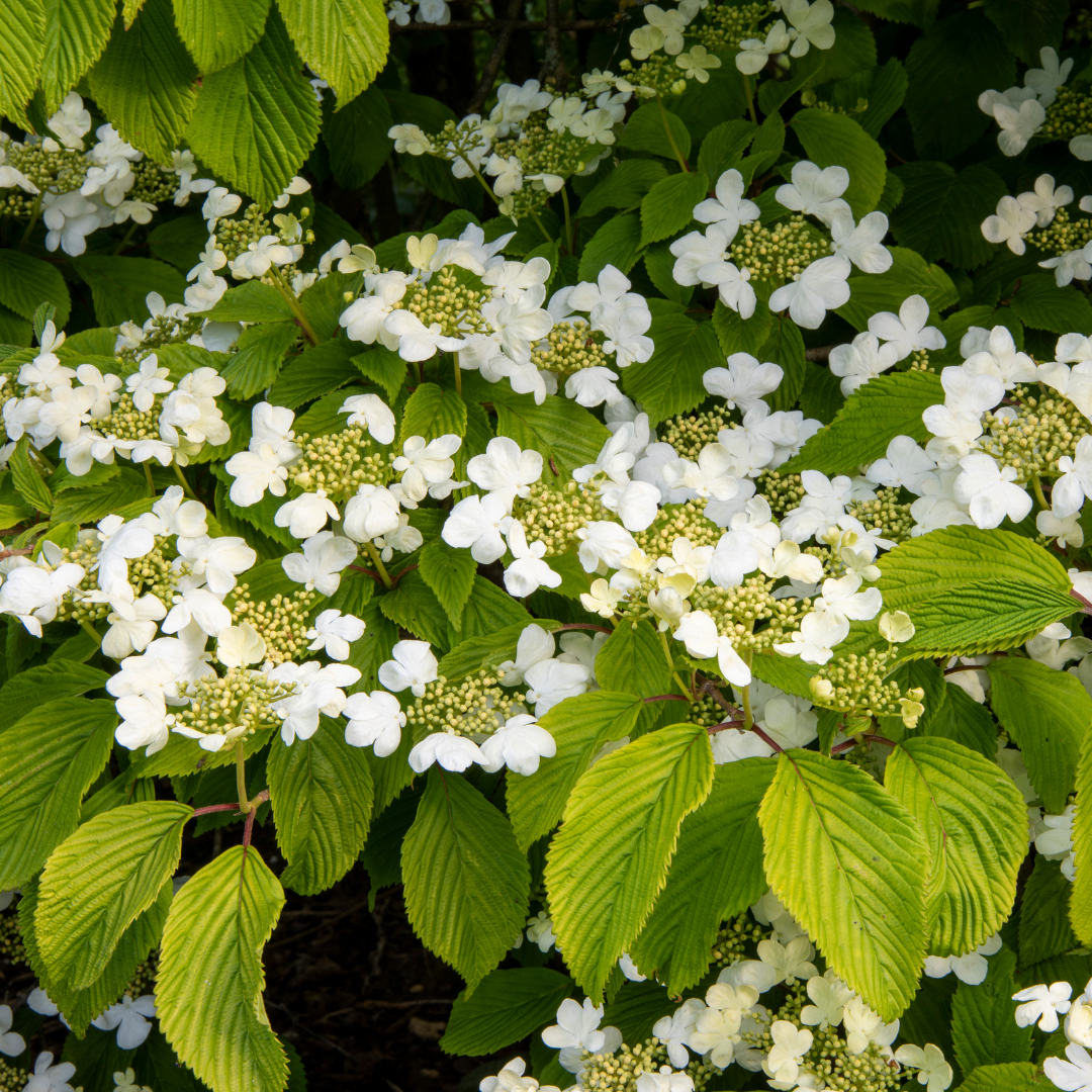 Viburnum plicatum f tomentosum Mariesii 3L at Cedar Nursery Surrey