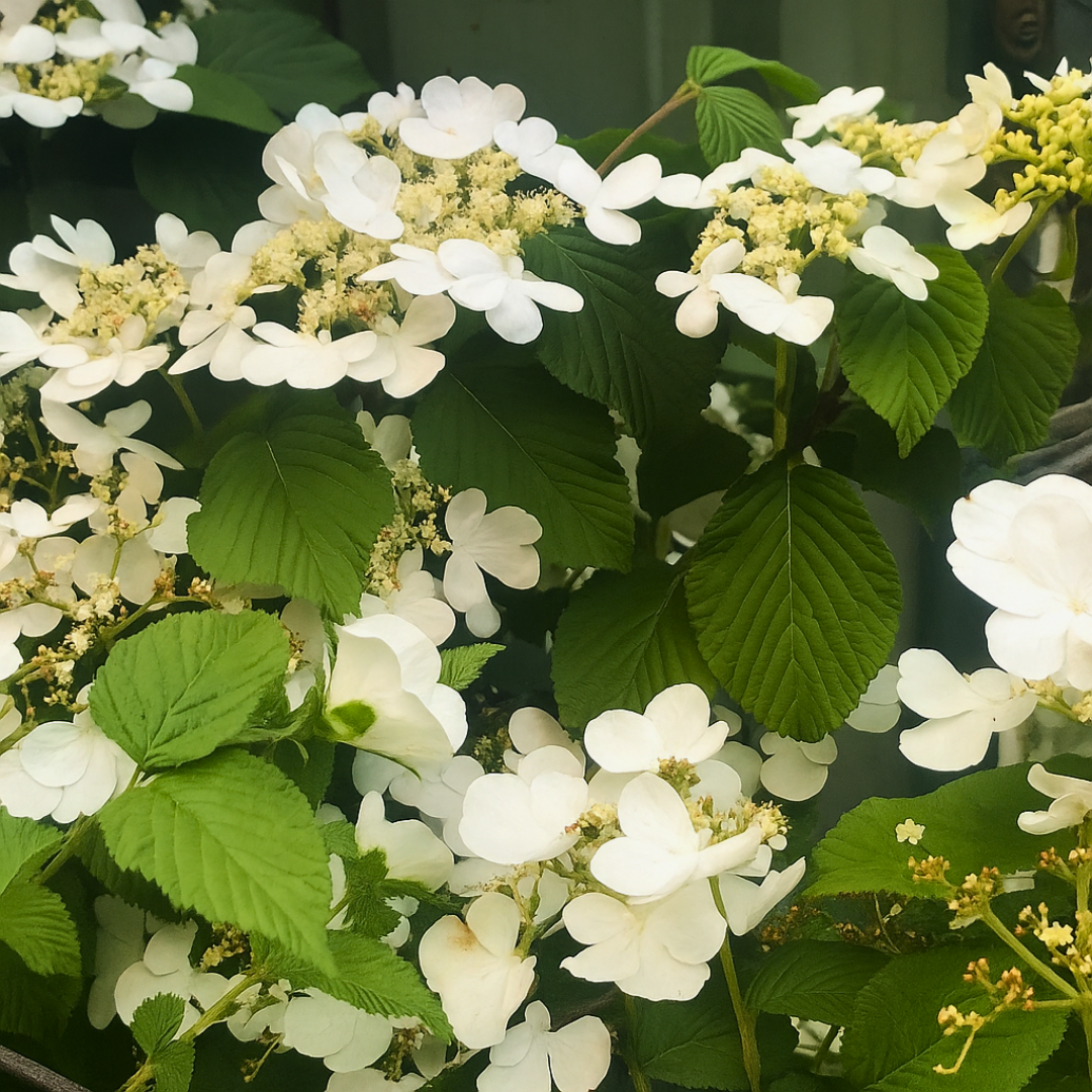 Viburnum plicatum f tomentosum Mariesii 3L at Cedar Nursery Surrey