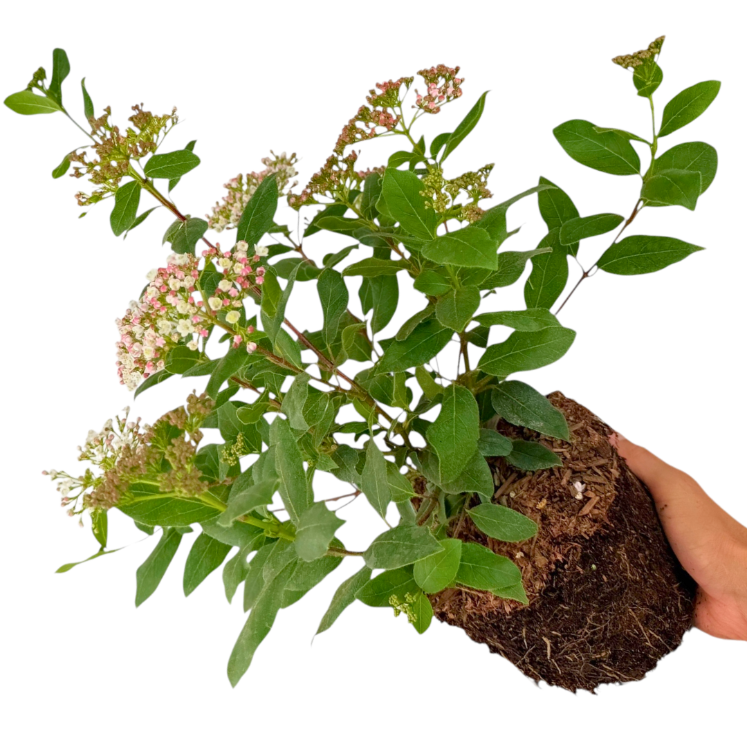 Viburnum tinus 3L at Cedar Nursery Surrey