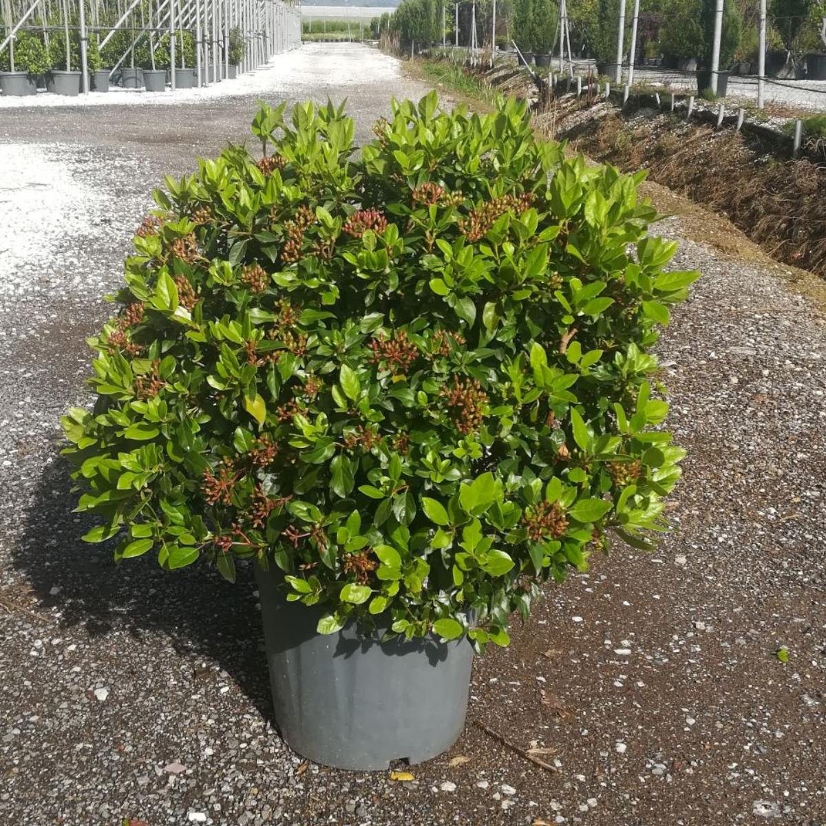 Viburnum tinus 'Eve Price' Sphere - available from Cedar Nursery, Surrey