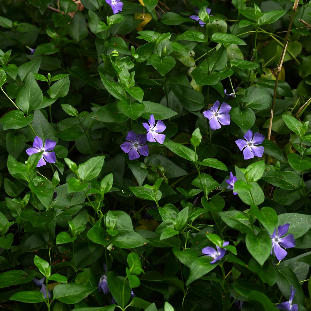 Vinca minor from Cedar Nursery, Cobham