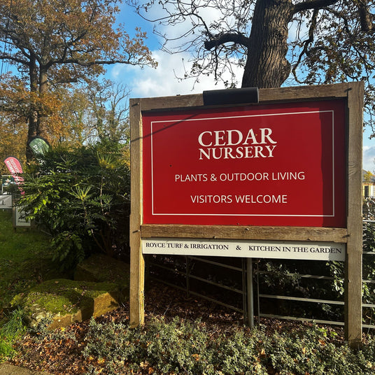 Visit Cedar Garden Nursery in Cobham, Surrey