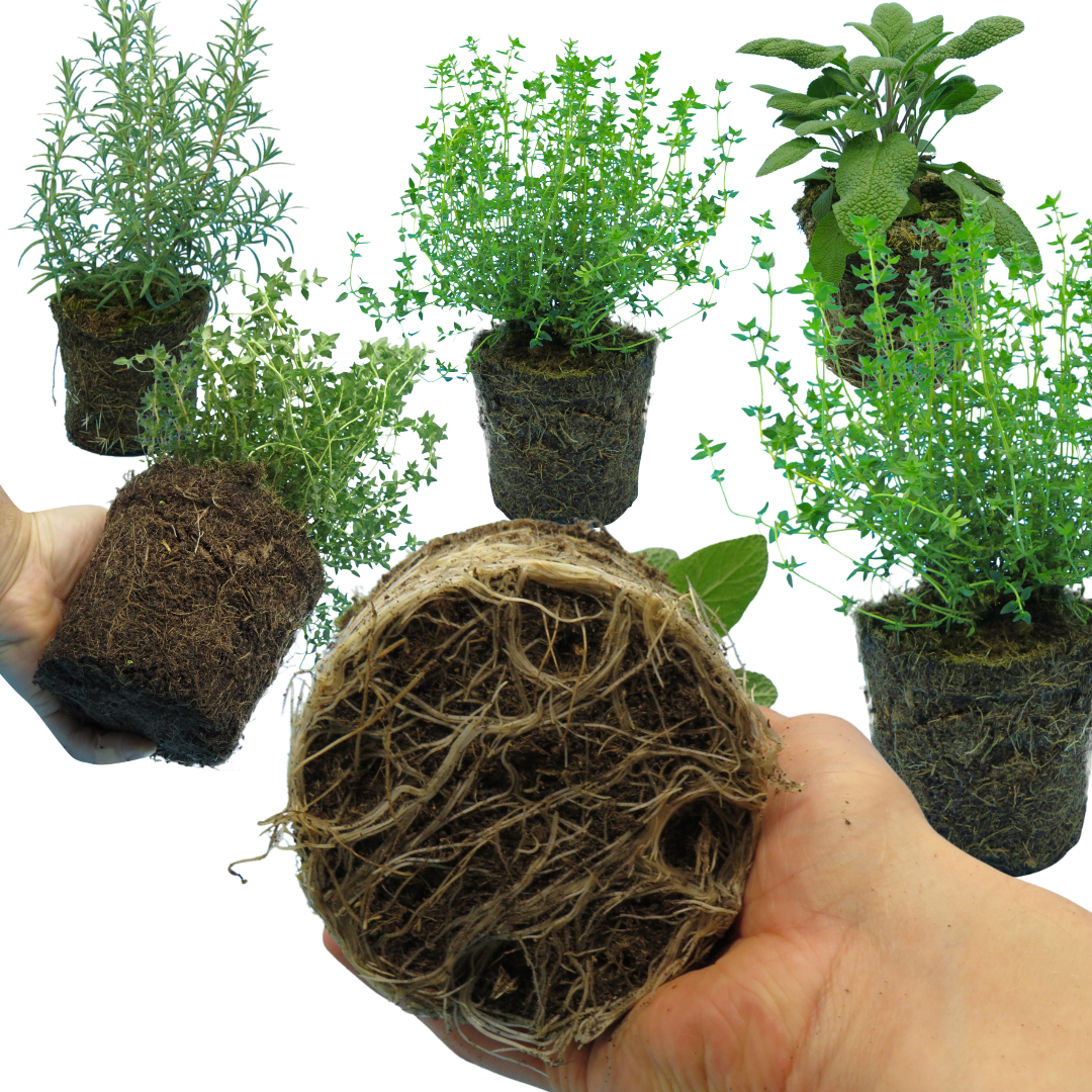 Winter Herb Cooking Collection 1L at Cedar Nursery Surrey