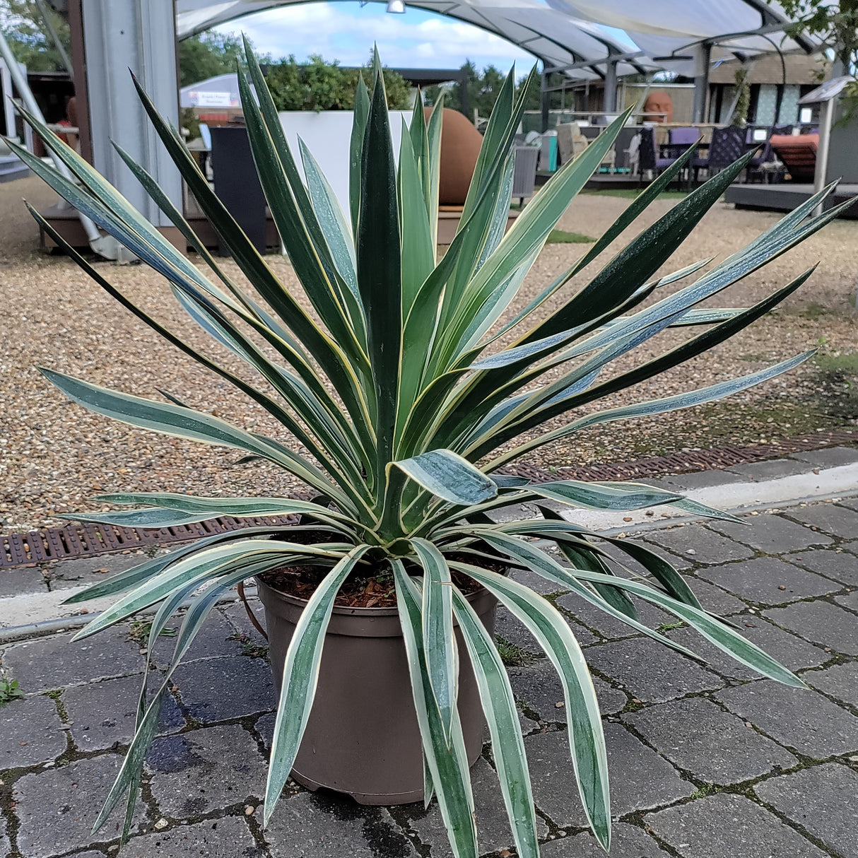 Yucca Variegata plant with white stripes at Cedar Nursery