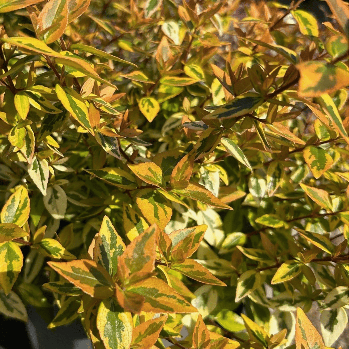 Abelia x grandiflora 'Kaleidoscope' - Cedar Nursery - Plants and Outdoor Living