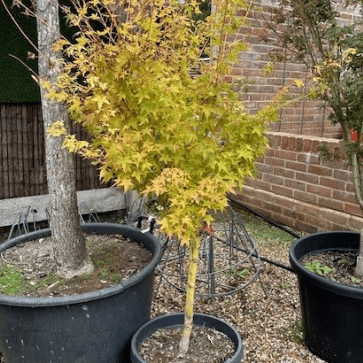 Acer palmatum 'Bi - Hoo' - Cedar Nursery - Plants and Outdoor Living