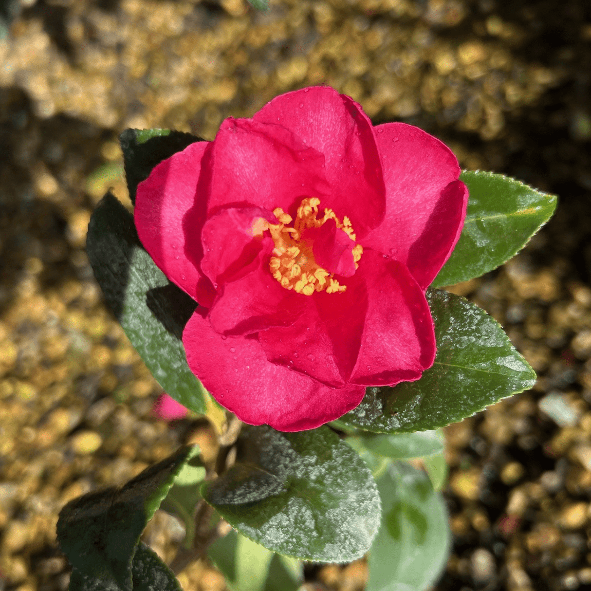 Camellia sasanqua 'Hiryu' - 5 litre - Cedar Nursery - Plants and Outdoor Living