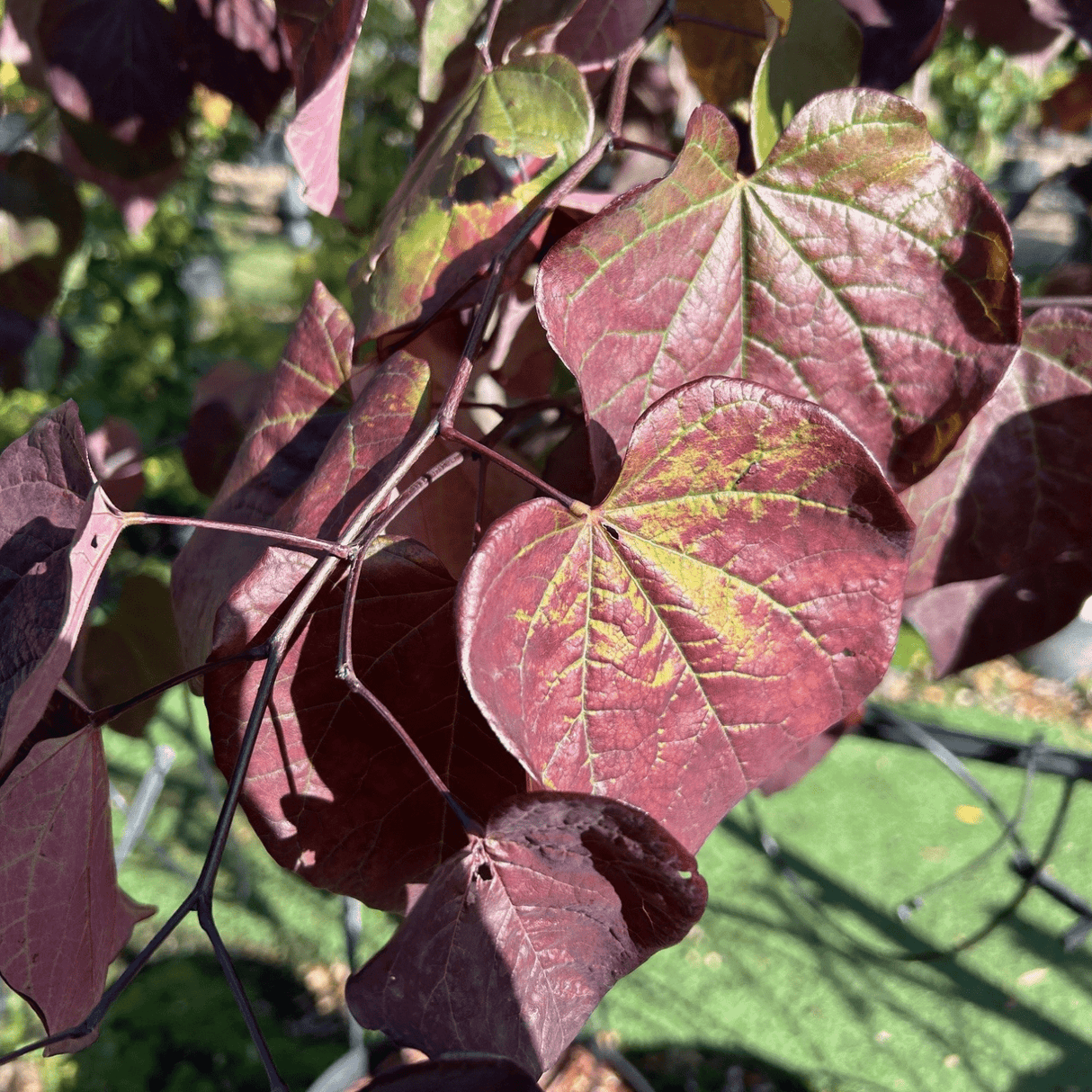 Cercis canadensis 'Ruby Falls' - 15 litre - Cedar Nursery - Plants and Outdoor Living
