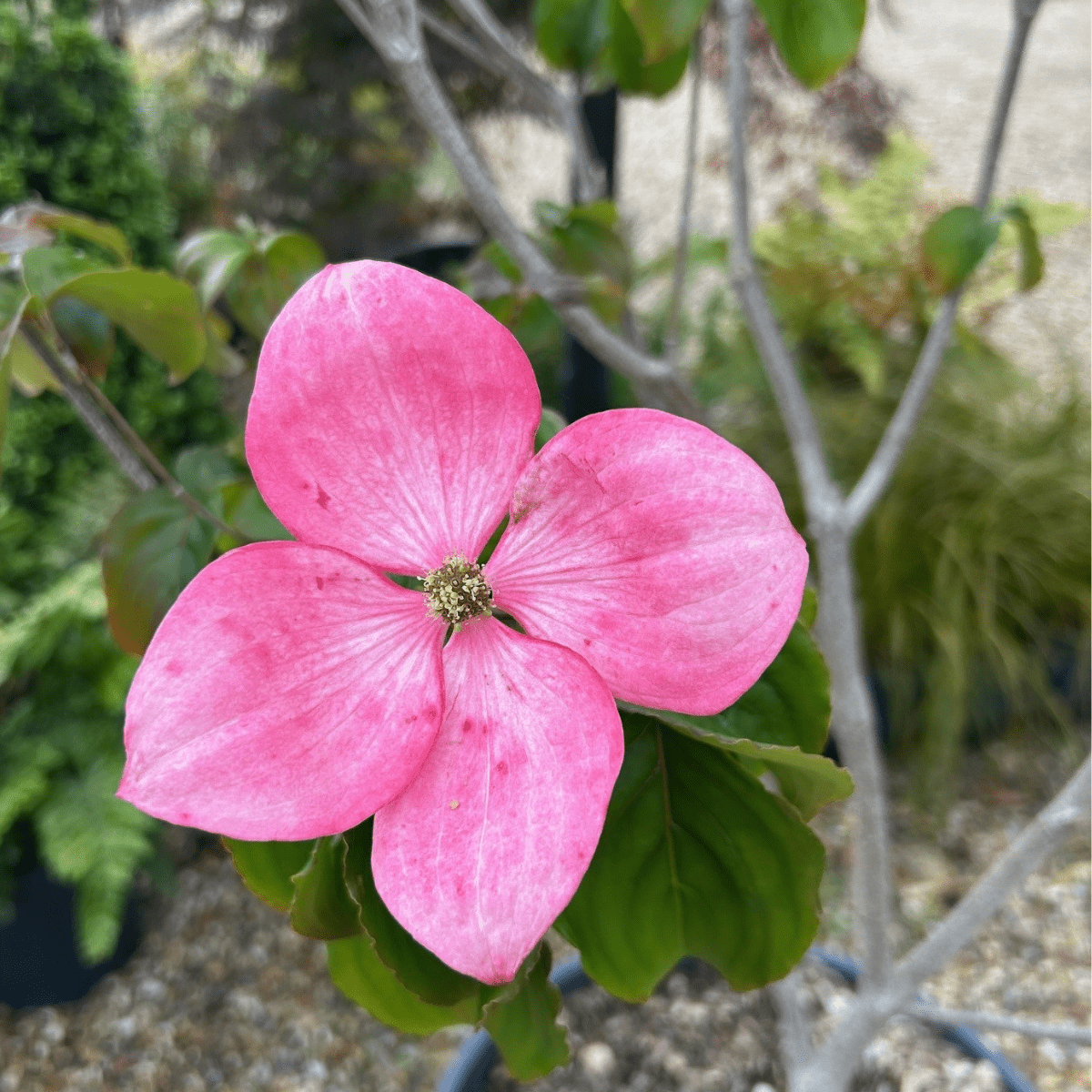 Cornus kousa 'Miss Satomi' - Cedar Nursery - Plants and Outdoor Living
