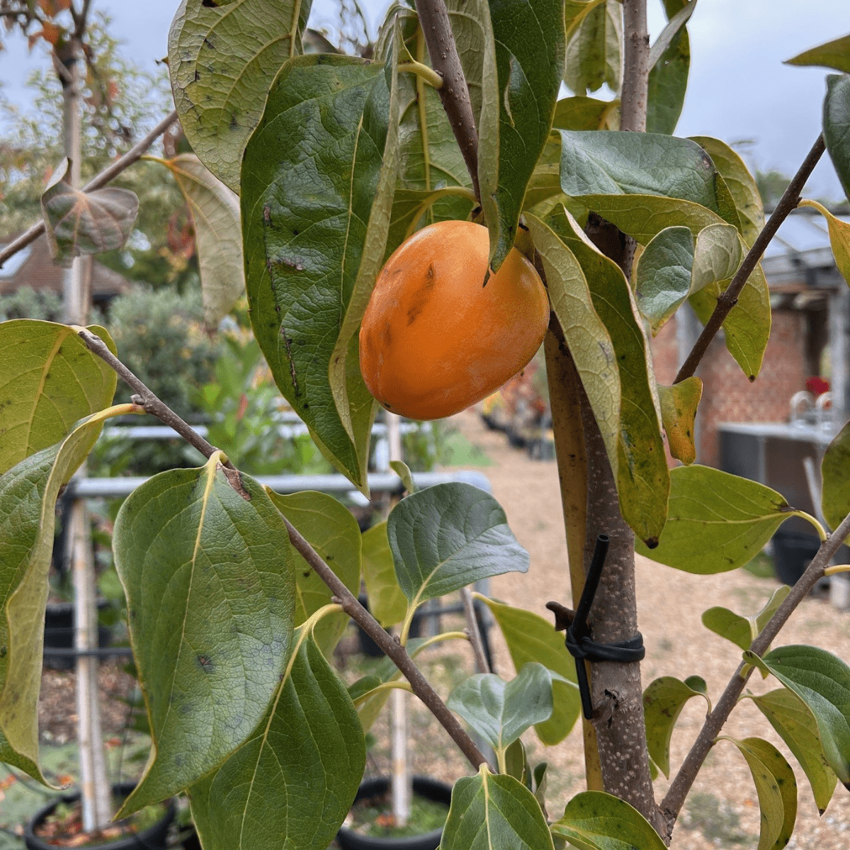 Diospyros kaki 'Rojo Brillante' (astringent Persimmon) - Cedar Nursery - Plants and Outdoor Living