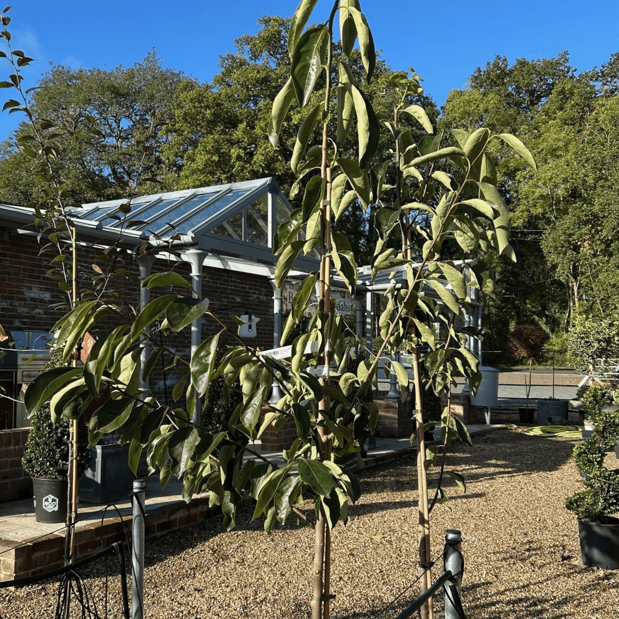 Diospyros x 'Nikita's Gift' (astringent Persimmon) - Cedar Nursery - Plants and Outdoor Living
