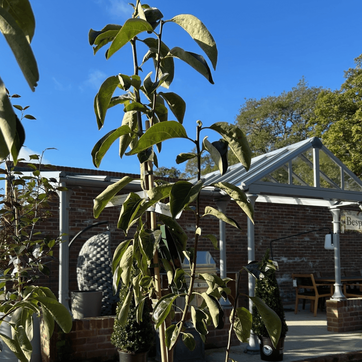 Diospyros x 'Rosseyanka' (astringent Persimmon) - Cedar Nursery - Plants and Outdoor Living