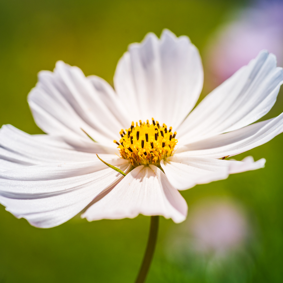 Cosmos bipinnatus 'Apollo White' from Cedar Nursery, Cobham