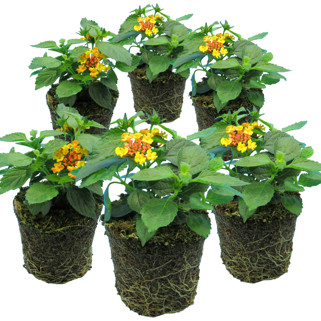 Lantana camara 'Evita Sunrise' from Cedar Nursery, Cobham