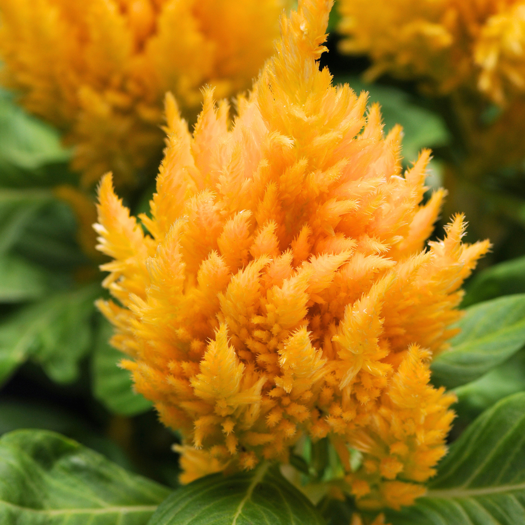 Celosia argentea 'First Flame Yellow' from Cedar Nursery, Cobham