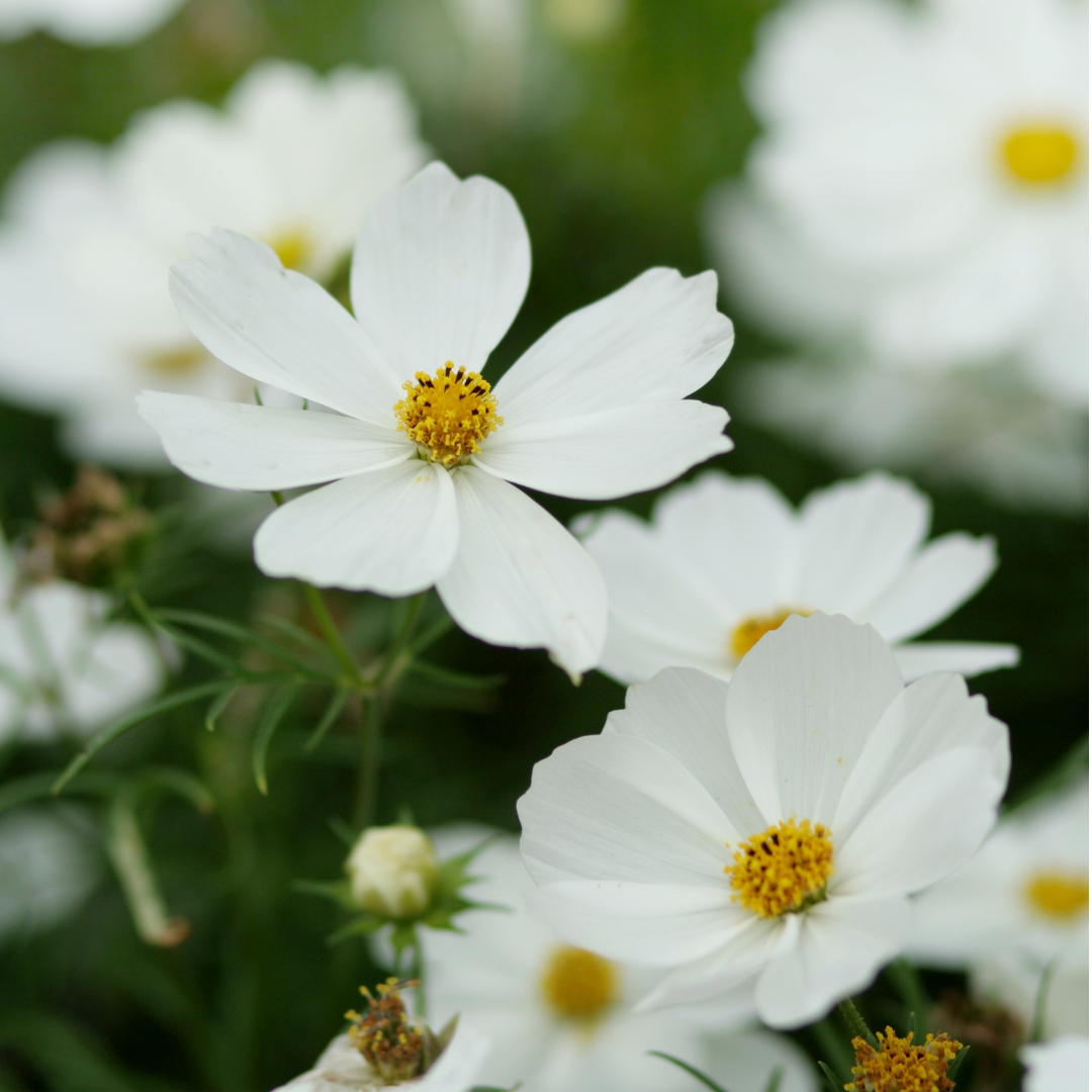Cosmos bipinnatus 'Apollo White' from Cedar Nursery, Cobham