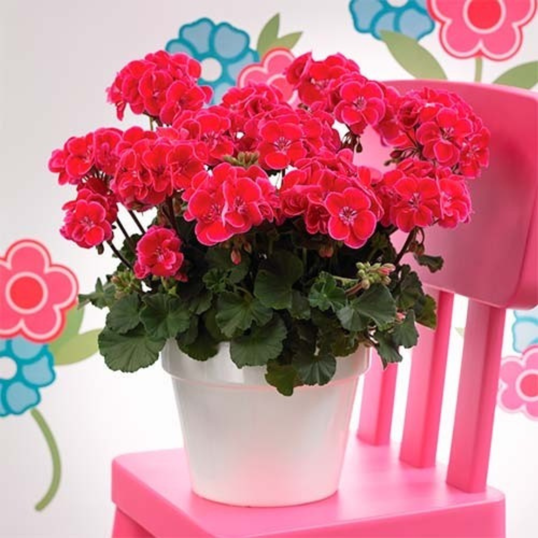 Pelargonium 'Toscana Dolce Vita Anne' from Cedar Nursery, Cobham