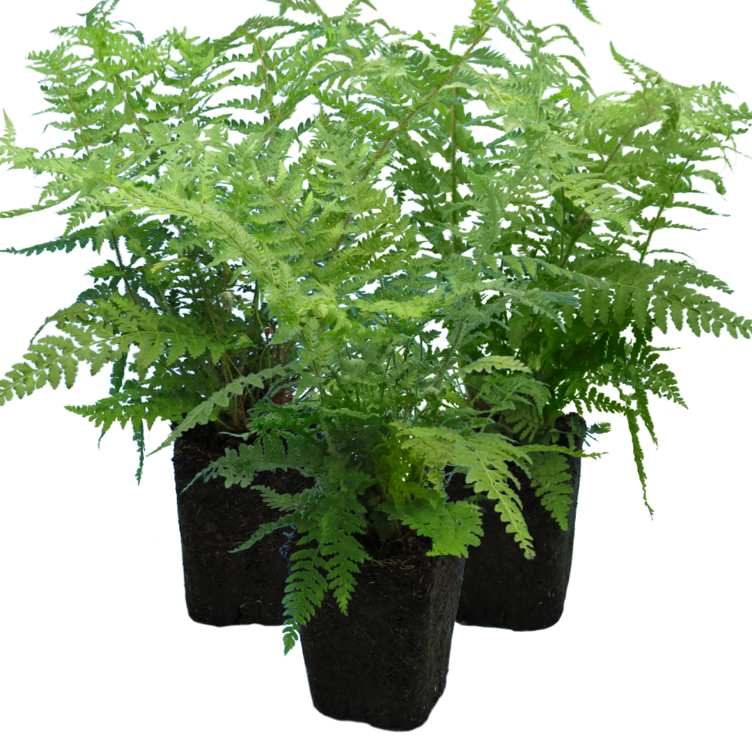 Polystichum setiferum (Shield Fern) from Cedar Nursery, Cobham