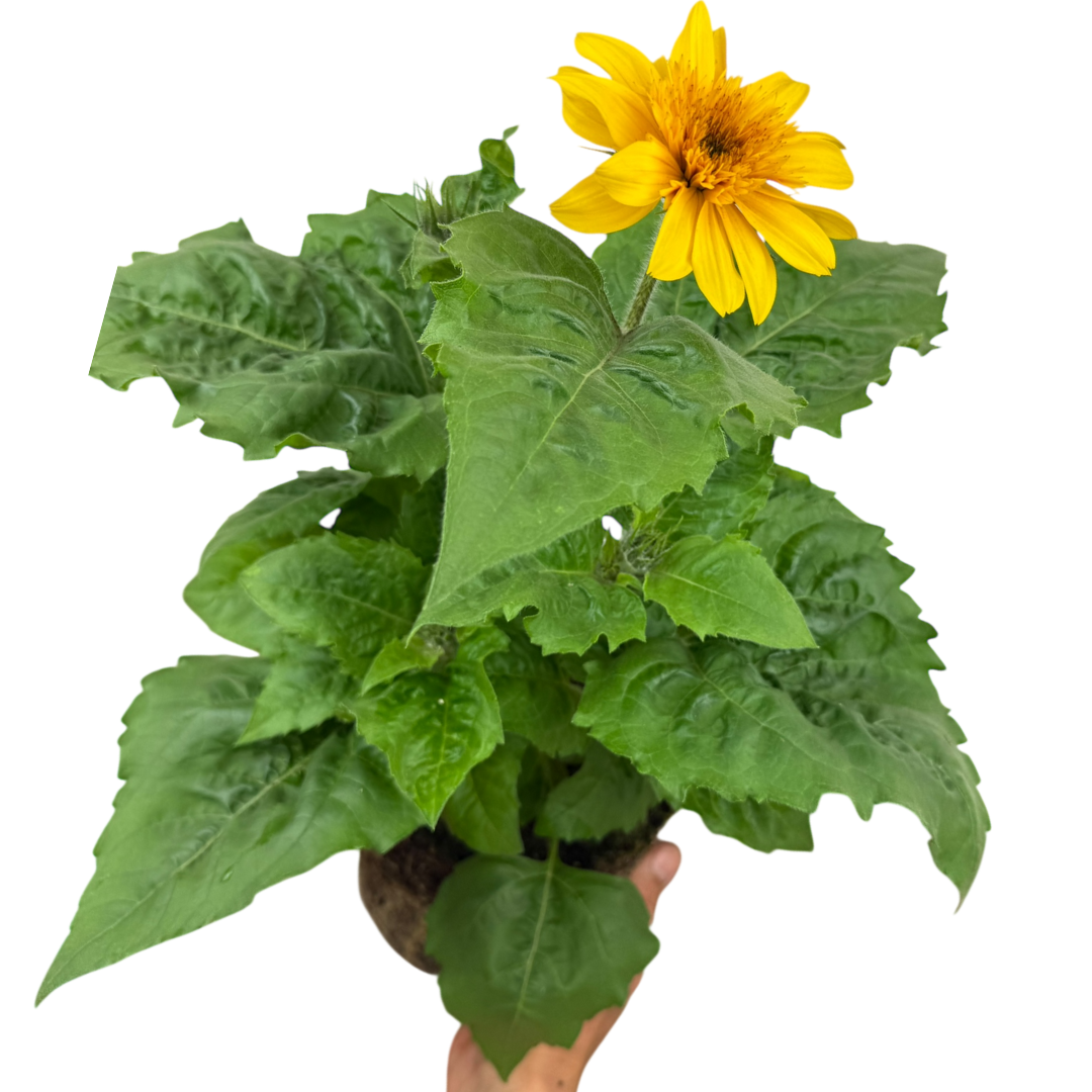 Helianthus annuus 'Sunfinity Double Yellow' from Cedar Nursery, Cobham