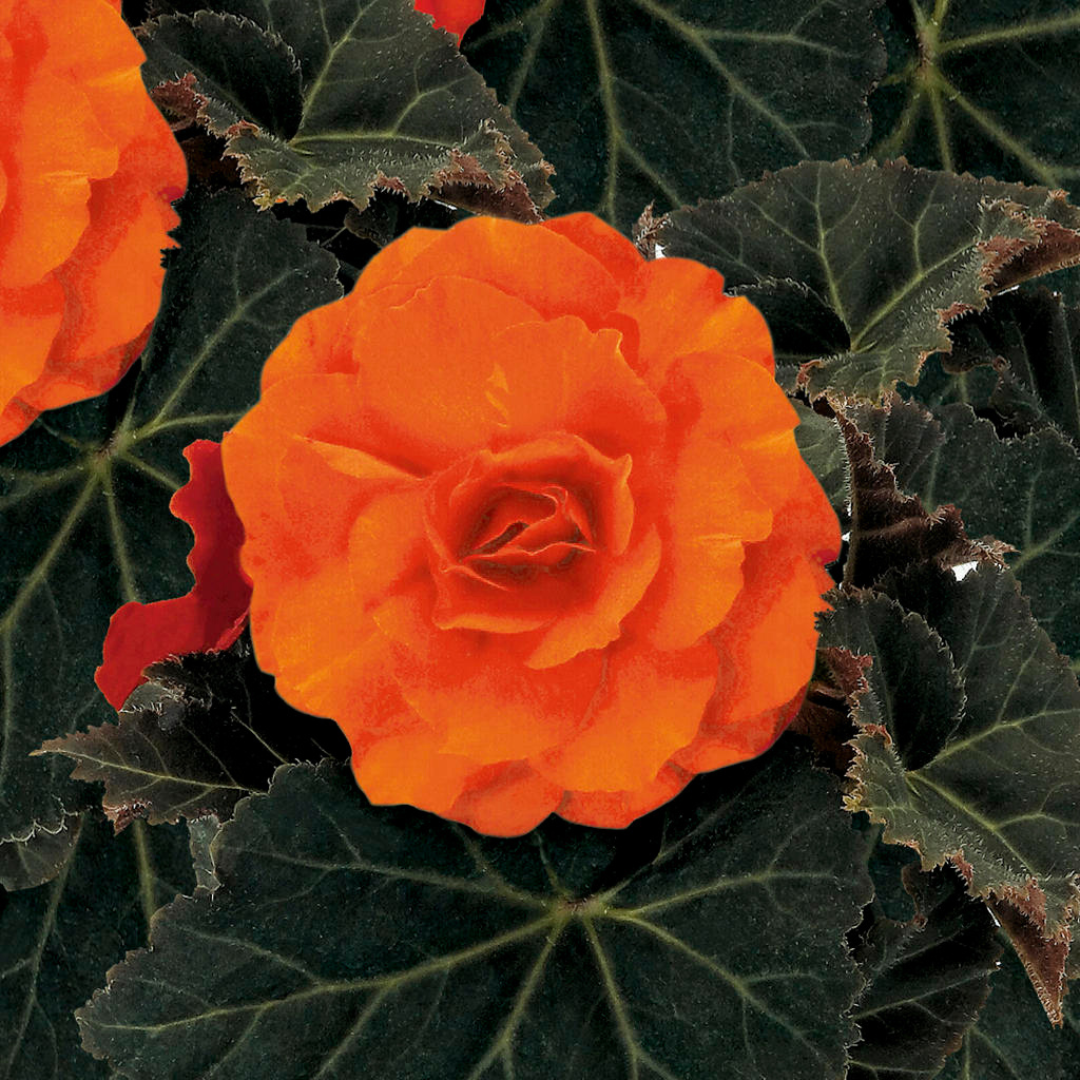 Begonia 'Mocca Deep Orange' from Cedar Nursery, Cobham