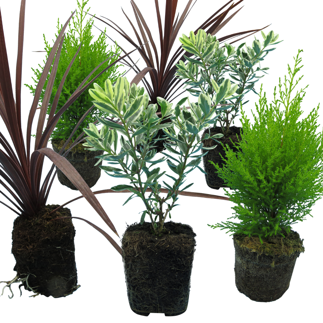 Set of Container Middles - Cupressus macrocarpa 'Wilma', Cordyline australis 'Red Star', Hebe 'Variegata' from Cedar Nursery, Cobham