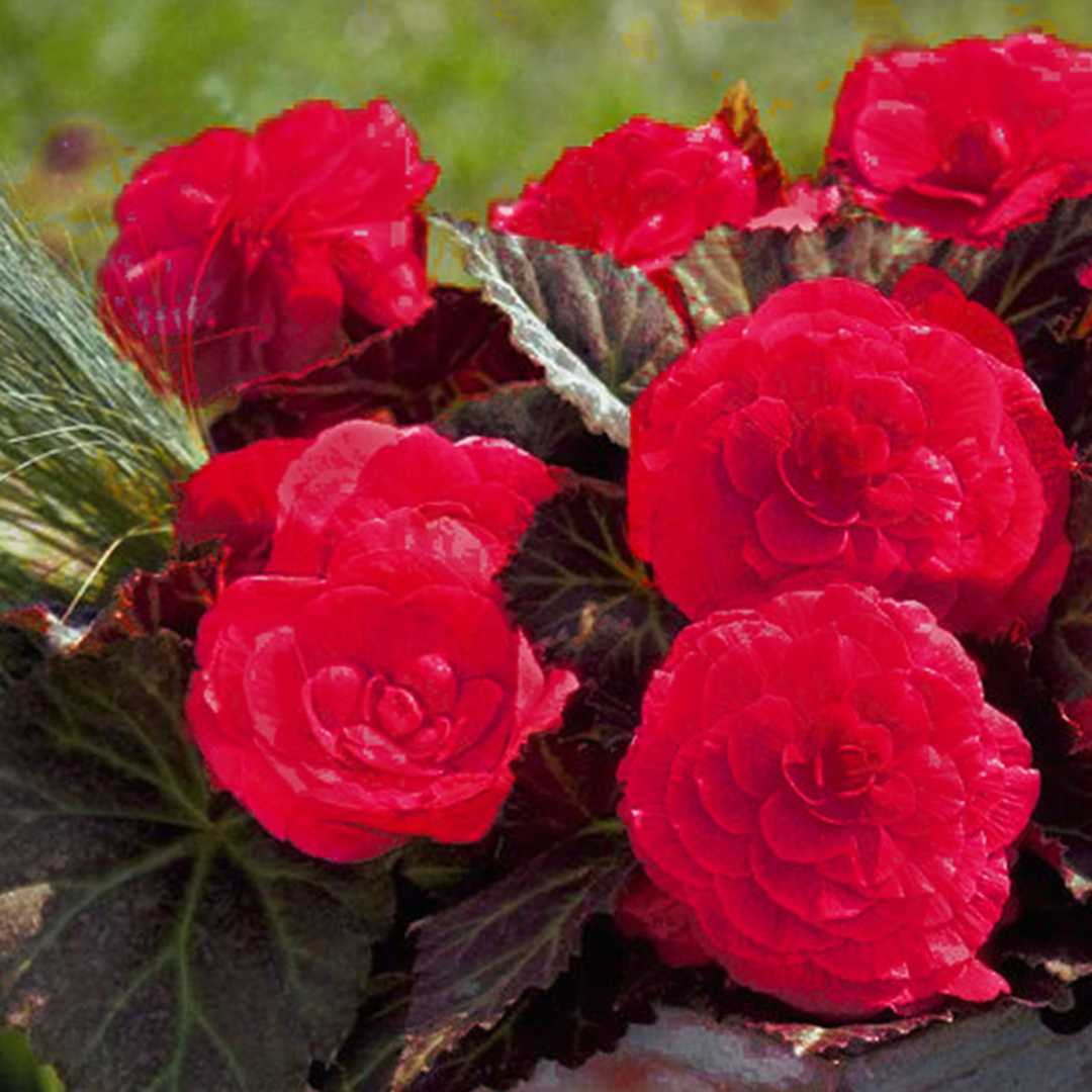 Begonia 'Mocca Cherry' from Cedar Nursery, Cobham