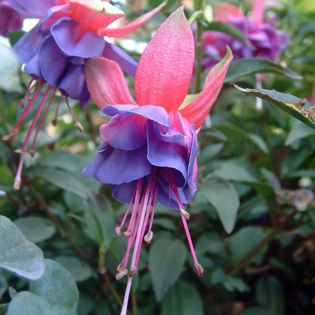 Fuchsia 'Winston Churchill' from Cedar Nursery, Cobham