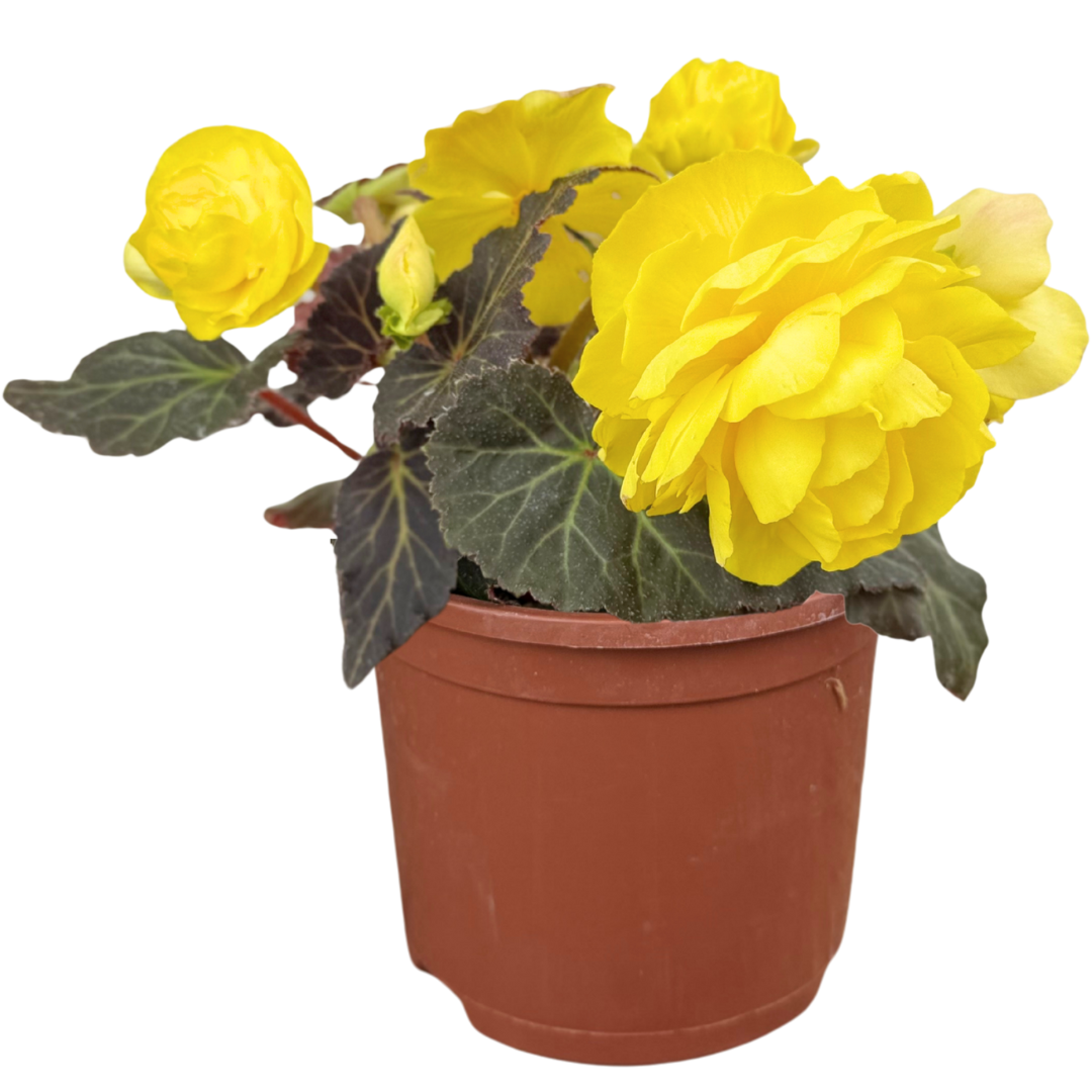 Begonia 'Mocca Yellow' from Cedar Nursery, Cobham