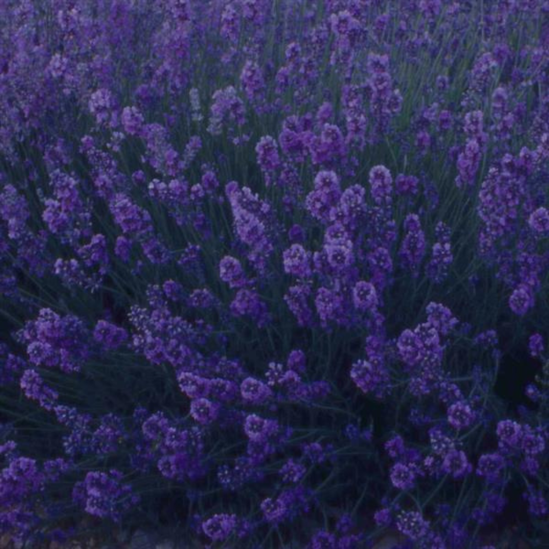 Lavandula angustifolia 'Dark Blue' from Cedar Nursery, Cobham