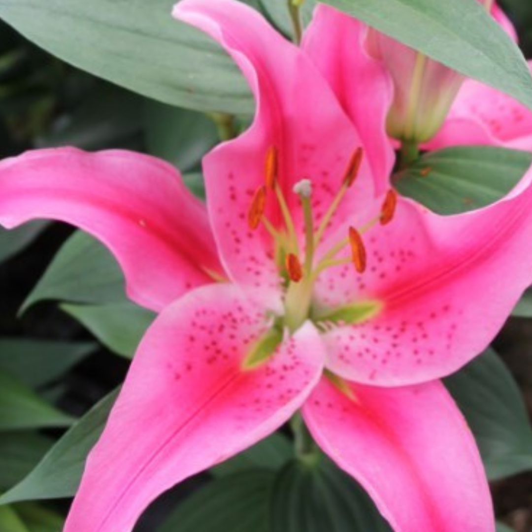 Lilium (Oriental Group) 'Rich Romance' from Cedar Nursery, Cobham