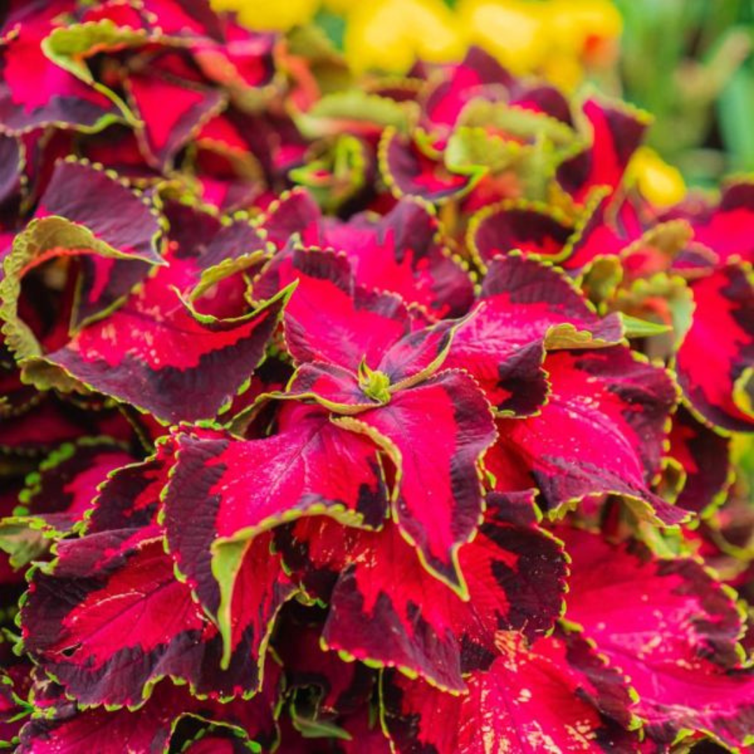 Solenostemon scutellarioides 'Mystical Rose' from Cedar Nursery, Cobham