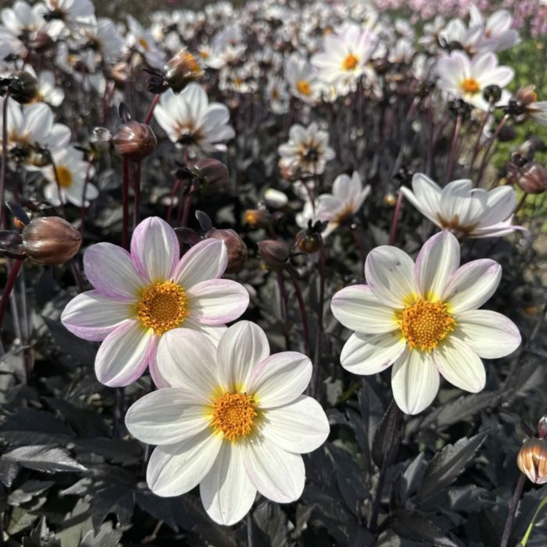 Dahlia 'Dahelgria White' from Cedar Nursery, Cobham
