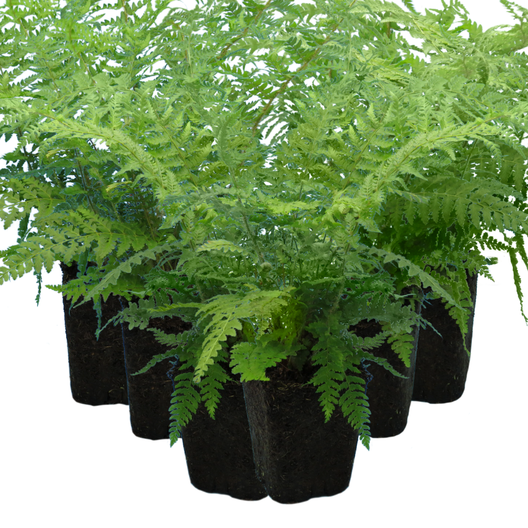 Polystichum setiferum (Shield Fern) from Cedar Nursery, Cobham
