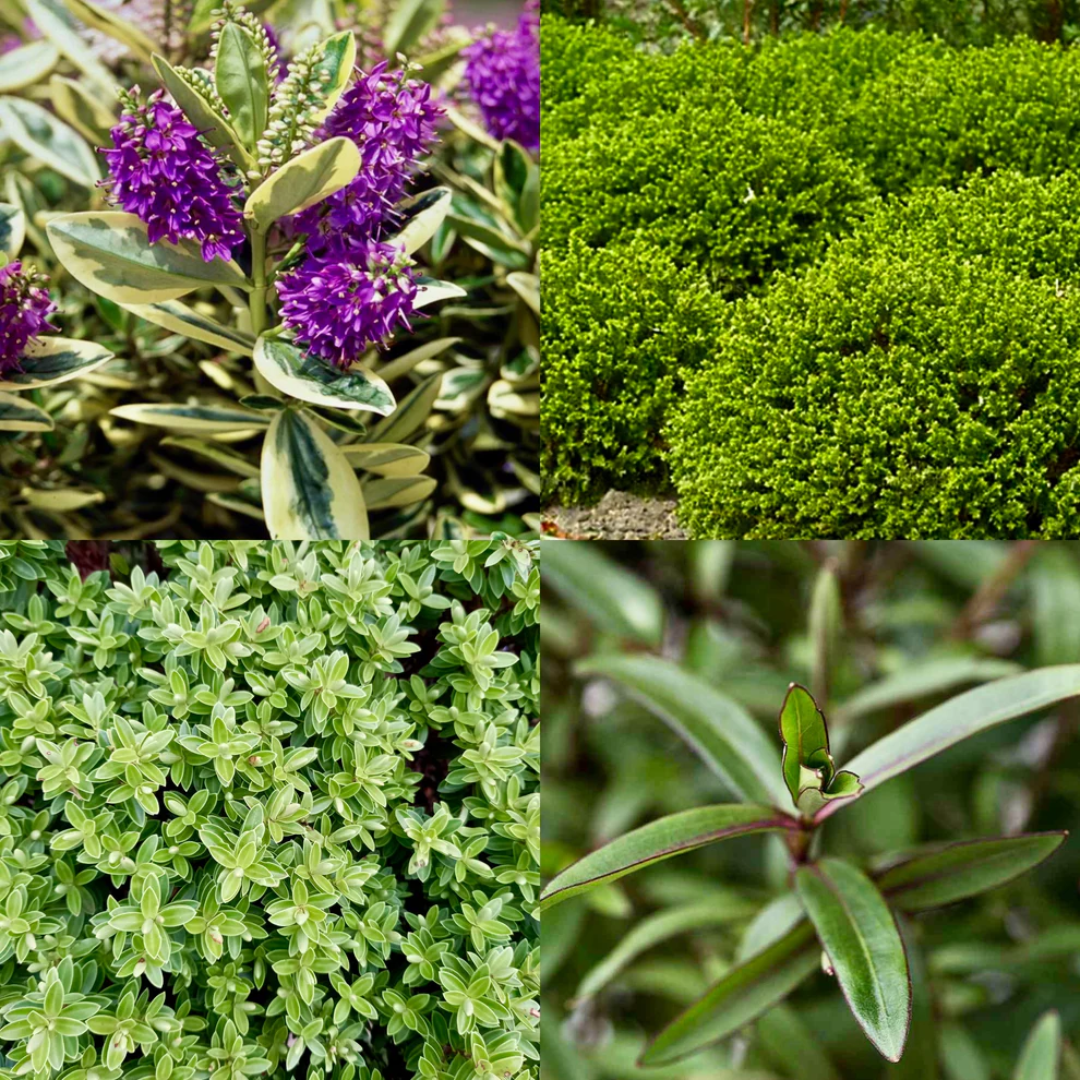 Set of Hebe (Variegata, New Zealand Gold, Sutherlandii) from Cedar Nursery, Cobham