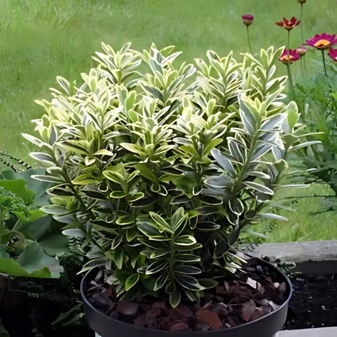 Euonymus japonicus 'Microphyllus Aureovariegatus' from Cedar Nursery, Cobham