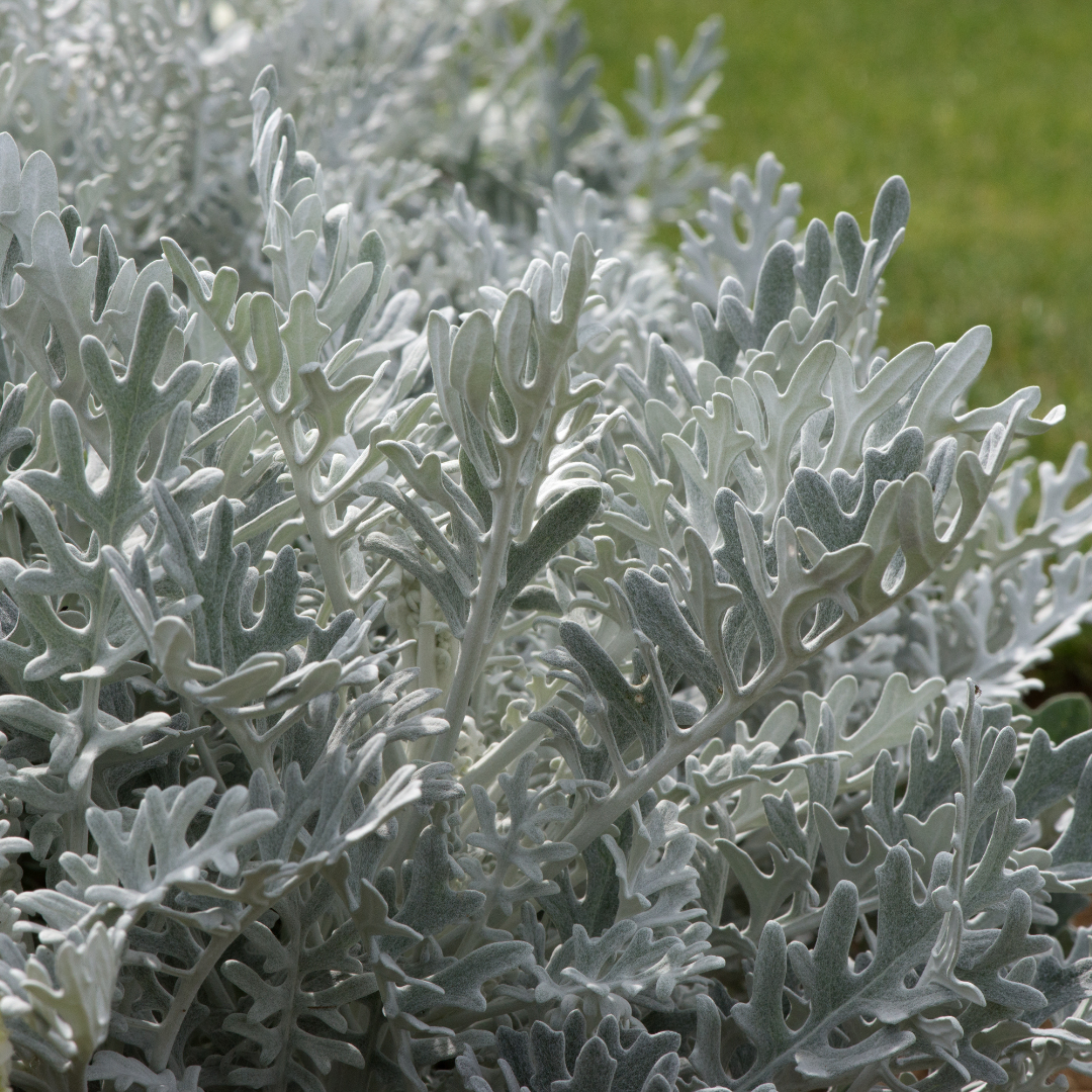 Senecio cineraria 'Silverdust'