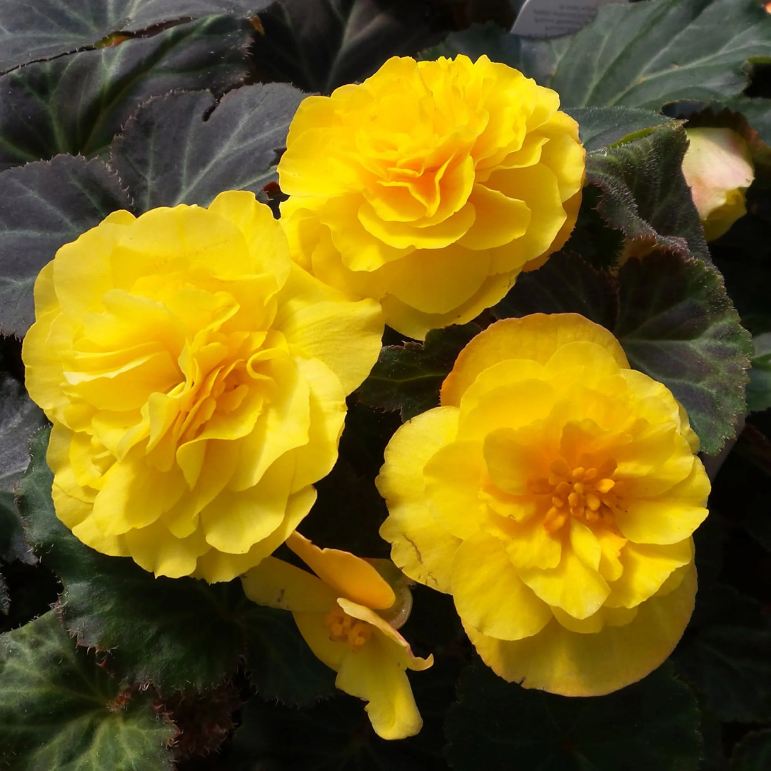 Begonia 'Mocca Yellow' from Cedar Nursery, Cobham