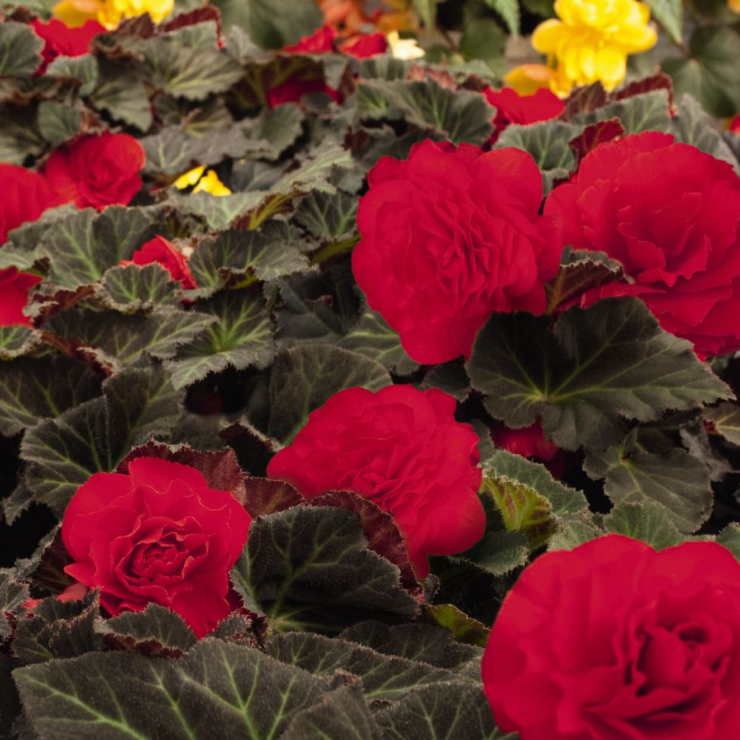 Begonia 'Mocca Cherry' from Cedar Nursery, Cobham
