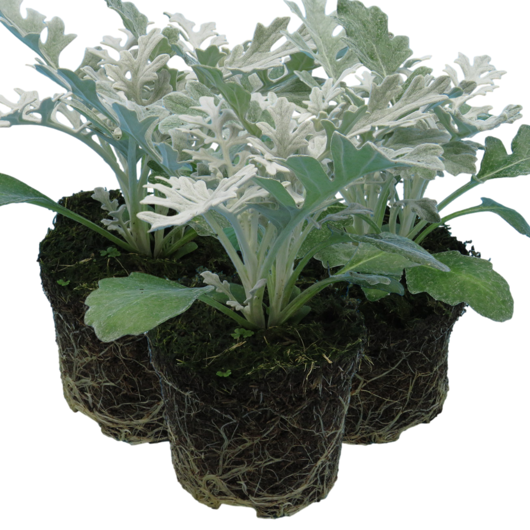 Senecio cineraria 'Silverdust'