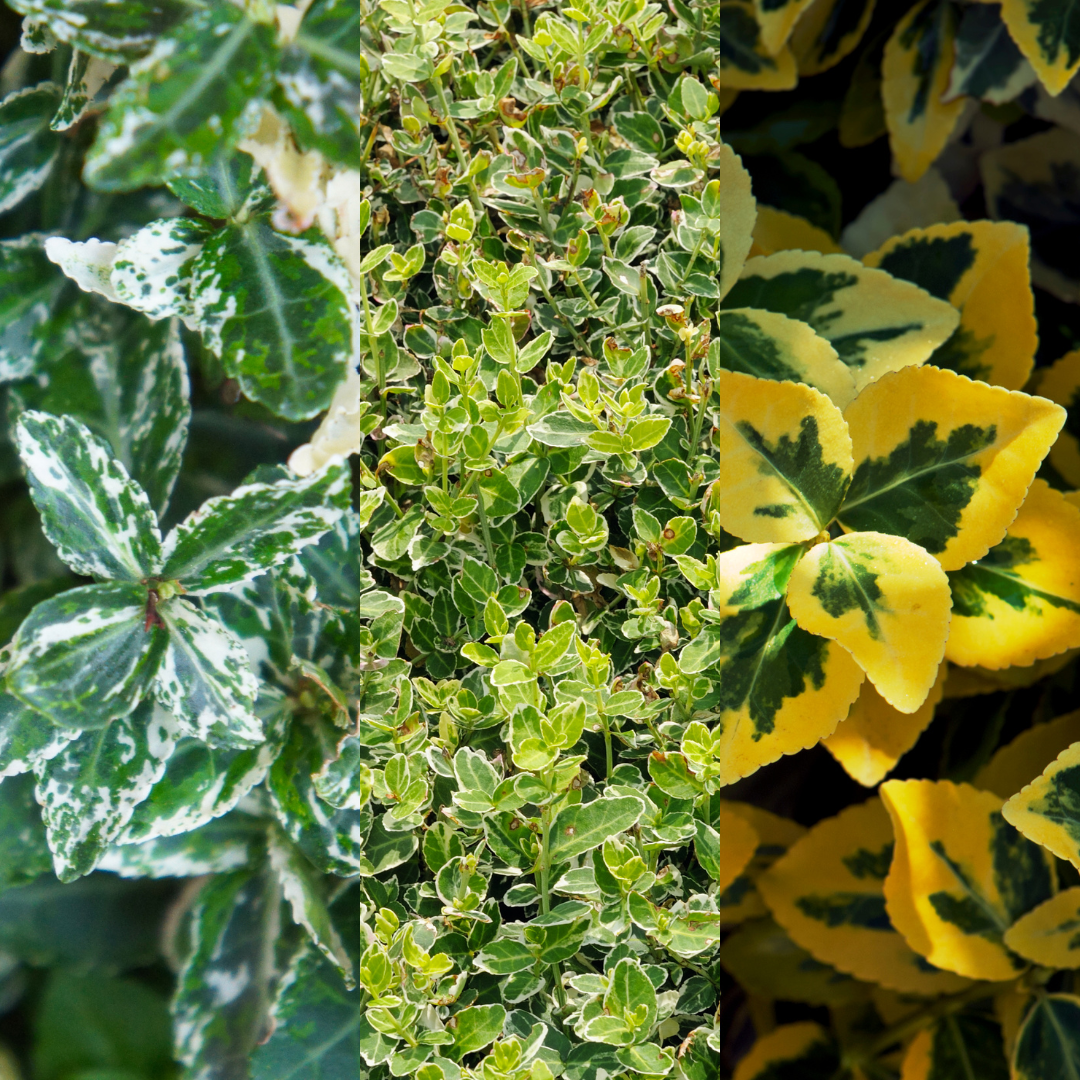 Set of Euonymus fortunei - Emerald Gaiety, Emerald Gold, Harlequin from Cedar Nursery, Cobham