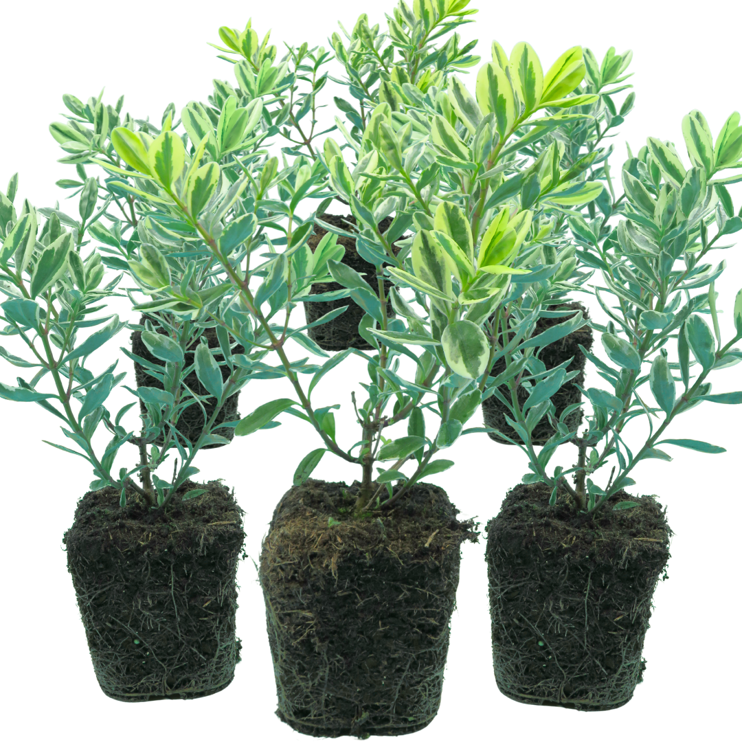 Hebe 'Variegata' from Cedar Nursery, Cobham