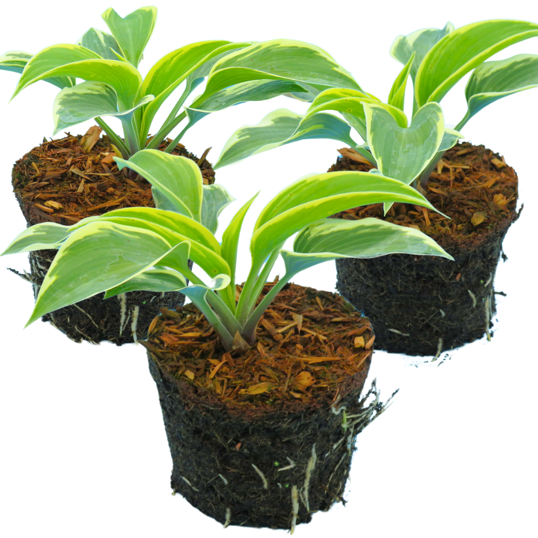 Hosta 'First Frost' from Cedar Nursery, Cobham