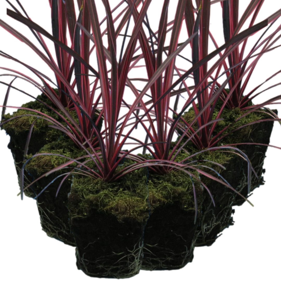 Cordyline australis 'Charlie Boy' from Cedar Nursery, Cobham