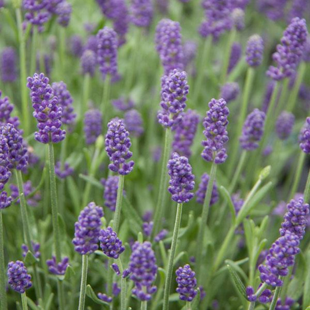 Lavandula angustifolia 'Light Blue' from Cedar Nursery, Cobham